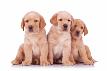 three labrador retriever puppy dogs sitting