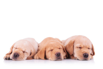 three labrador retriever puppy dogs sleeping