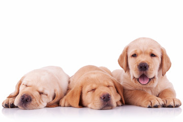 three adorable labrador retriever puppy dogs