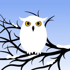White Owl. Owl sitting on a tree branch.