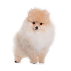 Happy Puppy Spitz, is on a white background