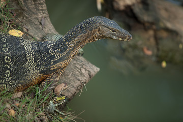 big monitor lizard