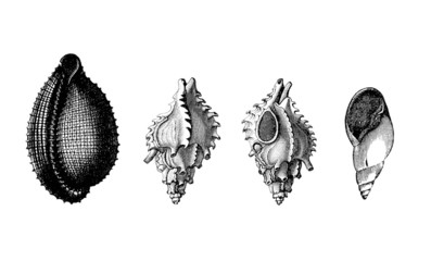 Prehistory : Shells (Eocene) © Erica Guilane-Nachez