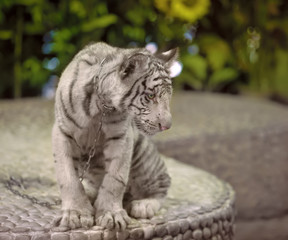 small white tiger