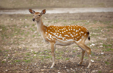 spotty deer