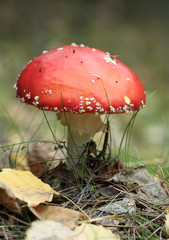Fly agaric