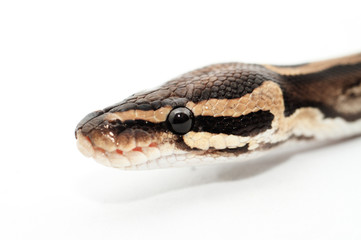 Ball Python close up