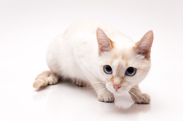 white Cat