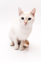 white Cat