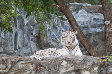 WHITE TIGER