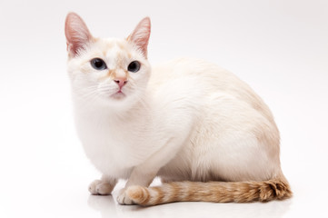 white Cat
