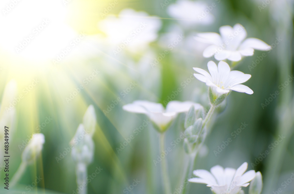 Canvas Prints white flower