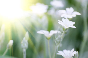 Crédence en verre imprimé Marguerites white flower