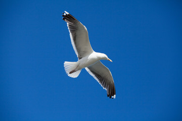 seagull in flight