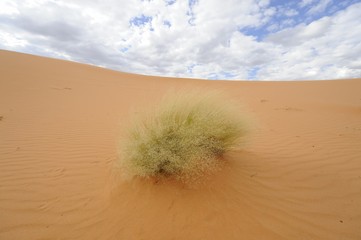 Dune vegetation. Sedge grass, Kalahari desert,