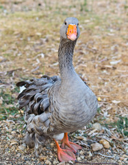 gray goose