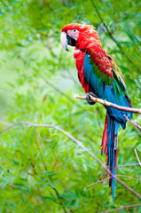 Green-winged macaw