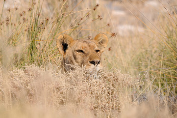 Hiding lion