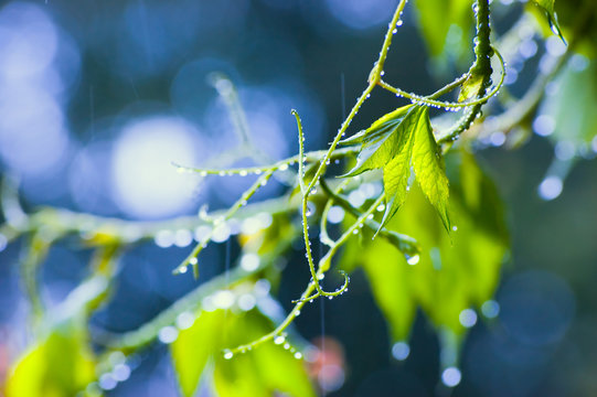 Rainy Day Early Summer Virginia Creeper, Blue Key