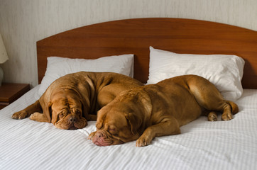 Dogue De Bordeaux couple in the bed