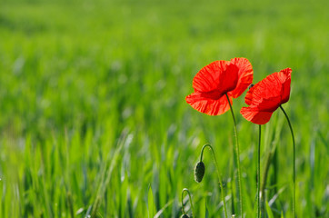 red poppy