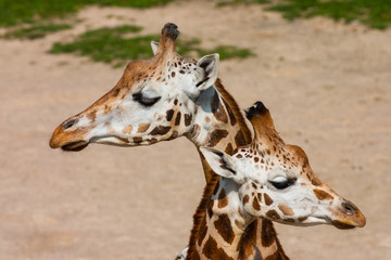 Fototapeta premium Detail of two giraffes in Prague zoo
