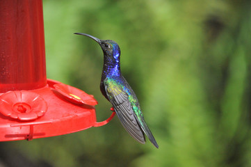 Humming Bird of Costa Rica feeding