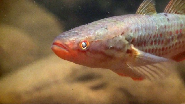 gudgeon