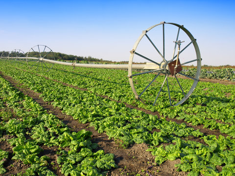 vegetable field and irrigation equipment