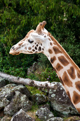 Giraffe at zoo