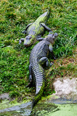 Fototapeta premium Alligators beside pond