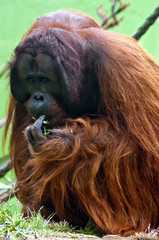 Naklejka premium Orangutan eating beans
