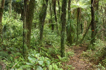 Obraz premium footpath across rain forest in Coromandel