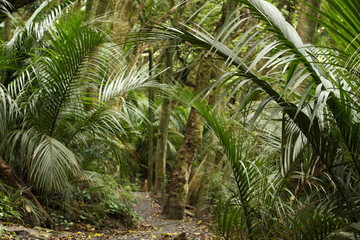 palm trees in rain forest in New Zealand