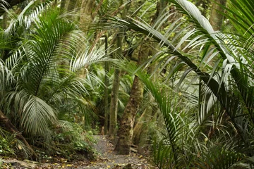 Schilderijen op glas palm trees in rain forest in New Zealand © Patrik Stedrak