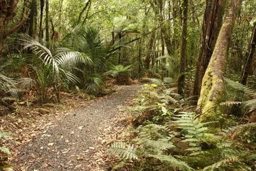 Foto op Plexiglas path in Waitakere Ranges rain forest © Patrik Stedrak