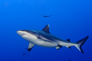 Naklejka premium A grey shark jaws ready to attack underwater close up portrait