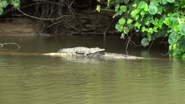small croc