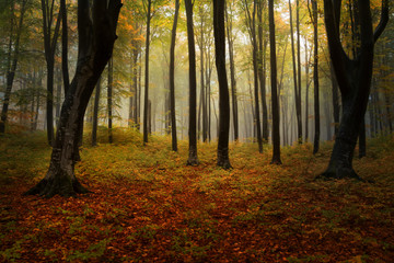 Fototapeta premium Autumnal foggy forest