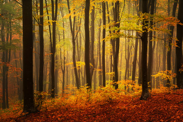 Autumnal foggy forest