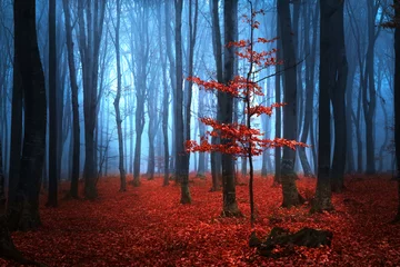 Abwaschbare Fototapete Foto des Tages Herbstlicher Nebelwald