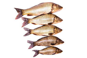 five fresh carps