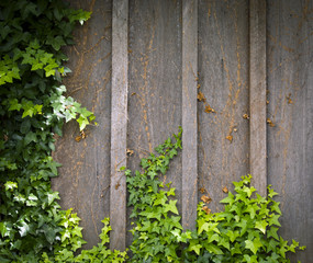 Ivy Wall Frame