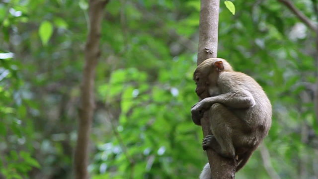 Monkey in Erawan National Park Kanchanaburi province.