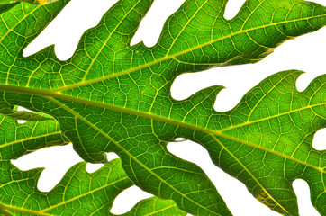 Papaya Leaf