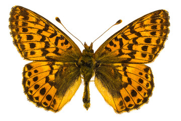 Boloria aquilonaris (Cranberry Fritillary)