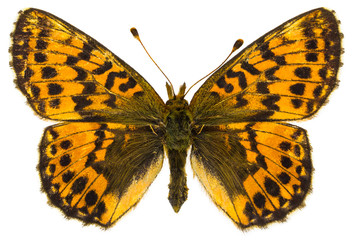 Boloria aquilonaris (Cranberry Fritillary)