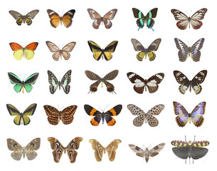 Fototapeta premium Butterfly collection