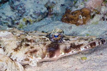Flathead head close-up, Red Sea, Egypt.