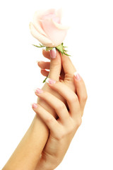 Beautiful woman hands with rose, isolated on white